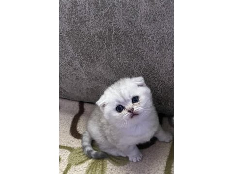 Scottish fold ve scottish straight yavrularımız