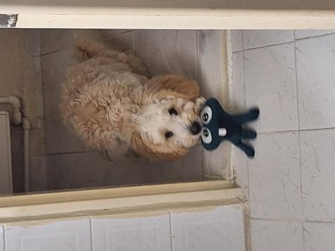 7 aylık maltipoo yavru