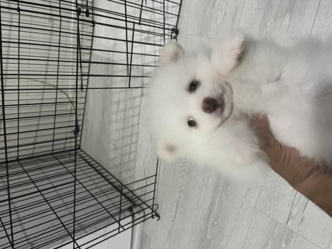 Pomeranian boo köpeğimiz