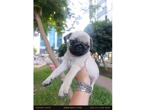 Çiş pedi eğitimli erkek pug bebek
