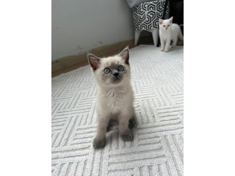 3 aylık blue point dişi