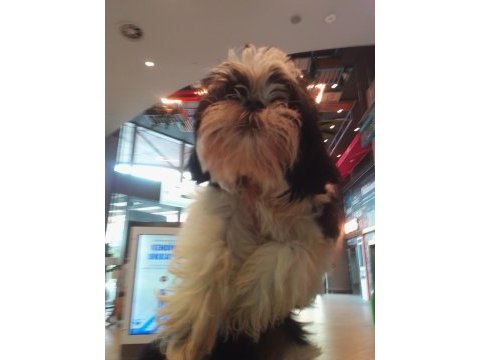 Şitsu köpeğim belladisi