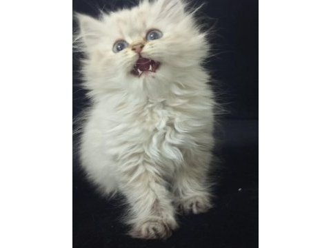 British longhair 2 aylık kedimiz