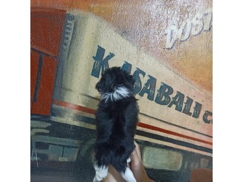 60 günlük dişi morkie