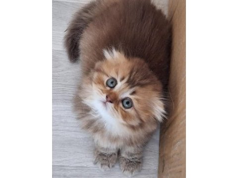 Scottish fold ve british shorthair yavrularımız