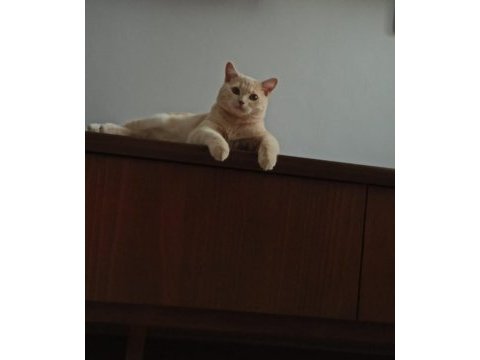 1.5 yaşında erkek british shorthair