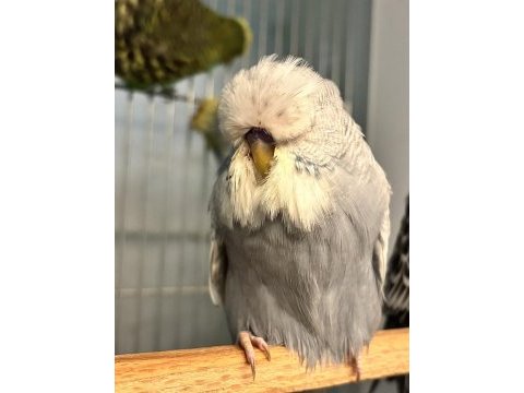 Hazır çift tek erkek yavru kuşumuz