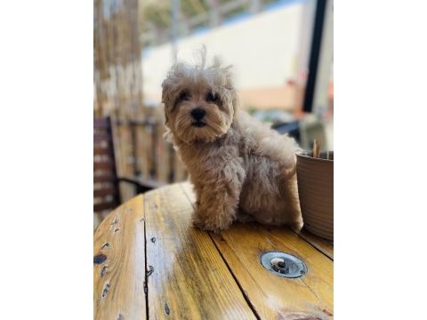 Orjinal mini boy garantili maltipoo