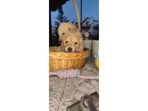 Baby face golden retriever bebekler