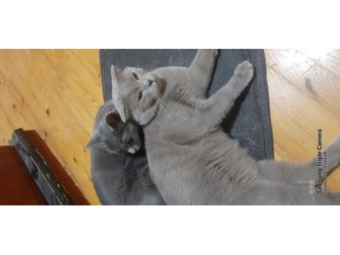 Sahiplendirme russian blue