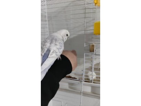 Ele alışkın eğitimli 1 yaşında muhabbet