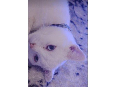 Scottish fold mavişe yuva arıyoruz