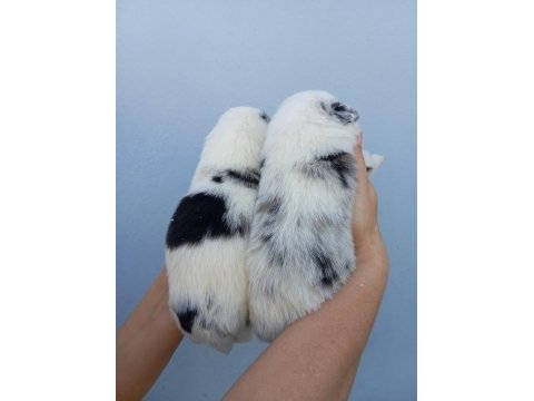Irk ve sağlık garantili border collie bebekler
