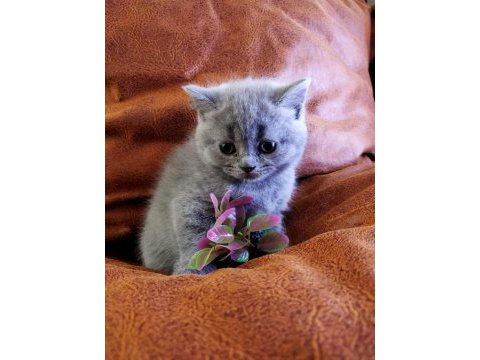 Muhteşem güzellikte british shorthair yavrularımız