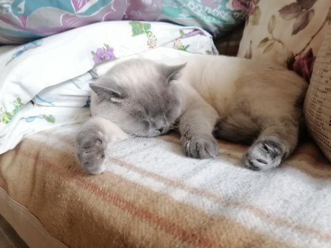 Kedime çiftleşmesi için uygun dişi arıyorum
