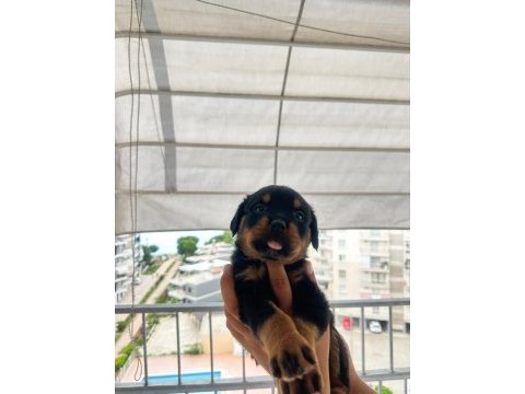 Mersin rottweiler
