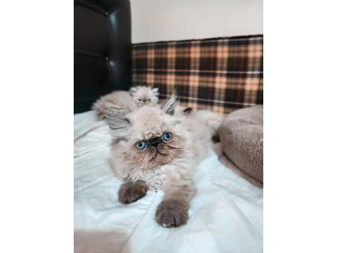 Himalayan persian tatlı yavrumuz