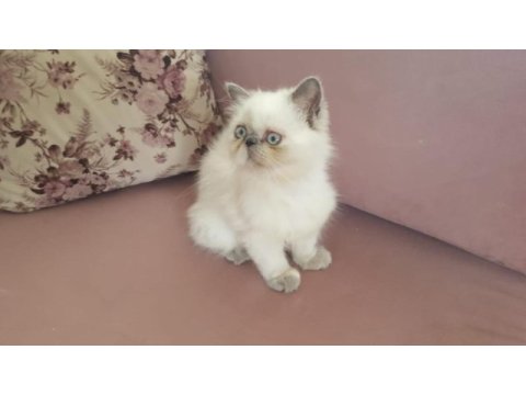 Egzotik iran kedisi kızım