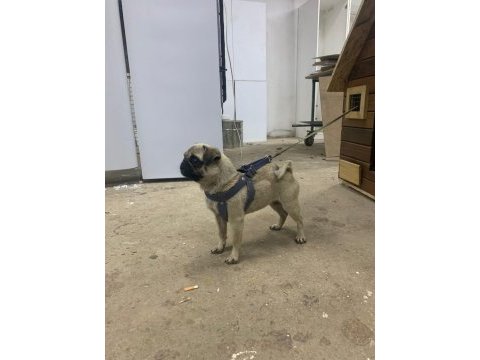 2 yaşında dönemi yakın pug