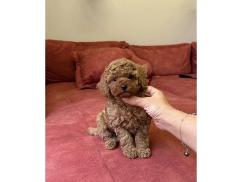 Red brown mini poodle bebekler 