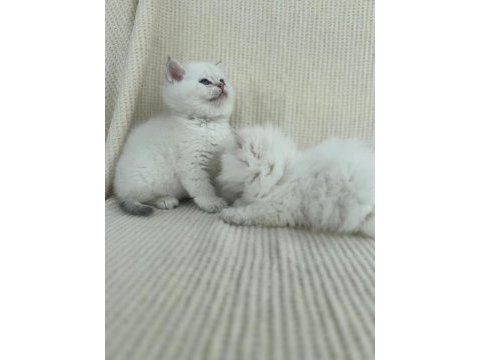 Ny1133 erkek yavru british shorthair