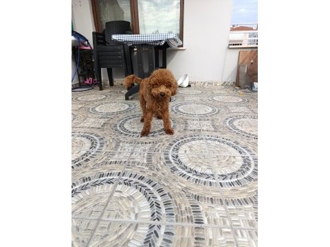 Toy poodle 11 aylık