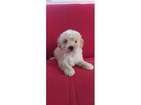 Maltipoo yavru köpeklerimiz