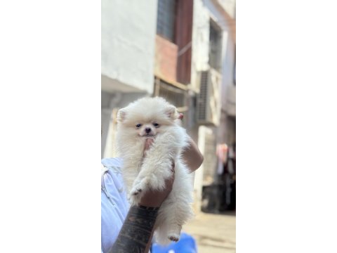 Pomeranian boo 2 aylık dişi