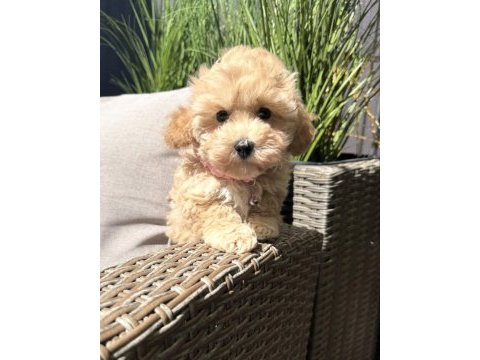 Tombik maltipoo bebeklerimiz