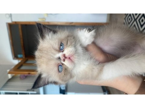İran persian blue point