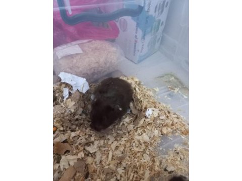 İstanbul içi hamster sahiplendirme