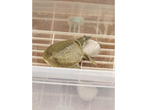 Softshell (yumuşak kabuk) su kaplumbağası