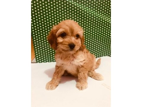 Hakiki red maltipoo wc eğitimli yavru