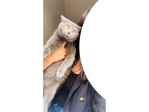 British shorthair
