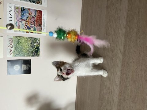 Müjgan kedimizin ömürlük yuvası olun