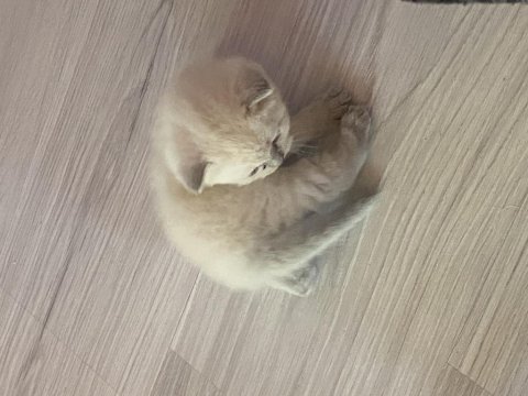 Blue point british shorthair yavrum