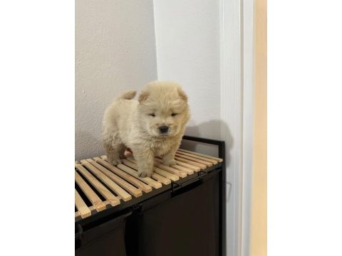 Üst kalitede mor dil chow chow yavrumuz