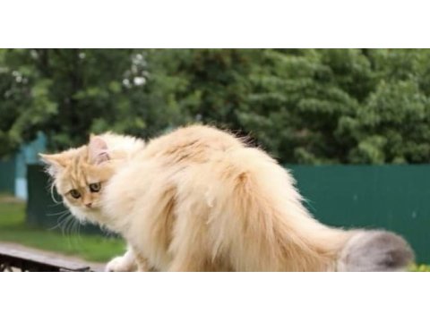 Ücretsiz yetişkin safkan british longhair dişi