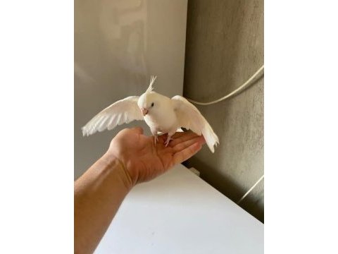 Albino sultan papağanı