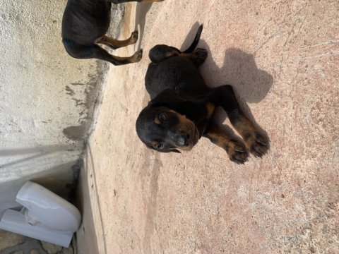 2,5 aylık erkek doberman