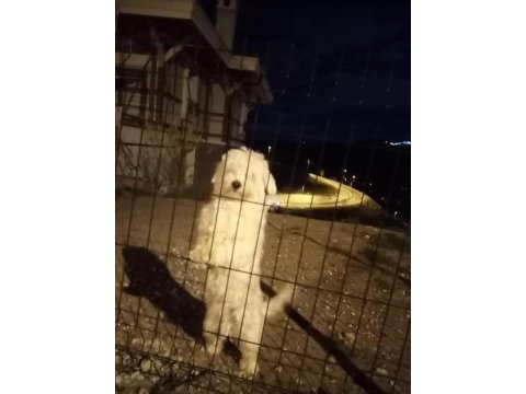 Maltese terrier sahiplendiriyorum uygun vereceğim