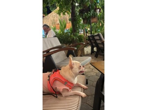 Dişi chihuahua 1 yaşında kızıma eş arıyorum