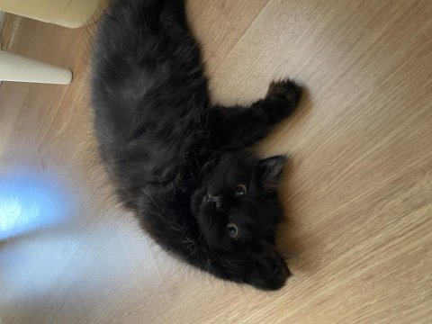 Muğla/dalaman 2 aylık british longhair dişi