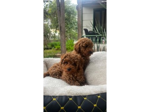 Toy poodle yavru köpeklerimiz