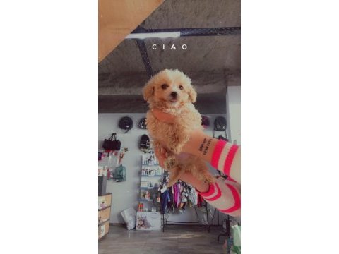 Maltipoo oğullarıma yuva arıyorum