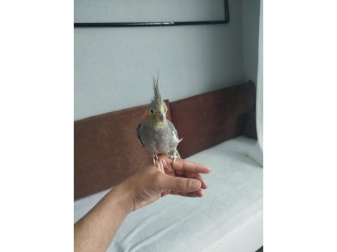 Acil satılık sultan papağanı