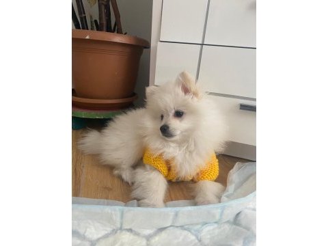 Kar beyaz pomeranian boo