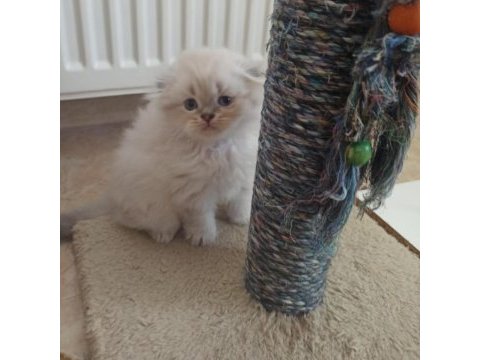Scottish fold yavrumuz