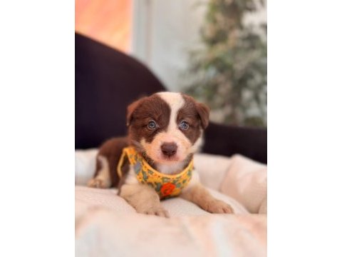 Tüm renkleriyle şecereli border collie yavrularımız