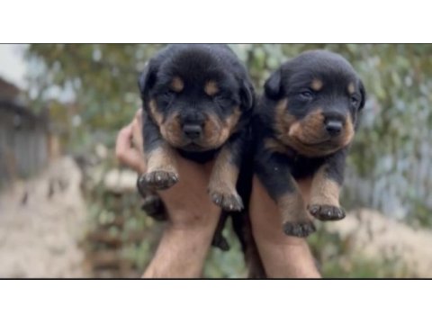 İri kafa rottweiler bebekler